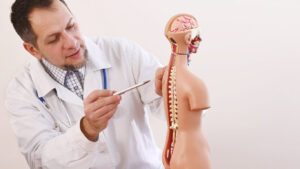A spine specialist points to human spine on anatomical model of human body.